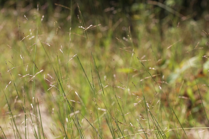 Purple Sandgrass photo 7