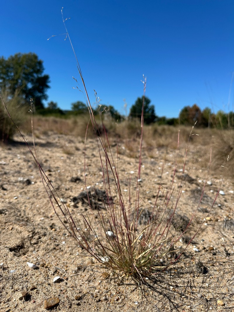 Purple Sandgrass photo 8