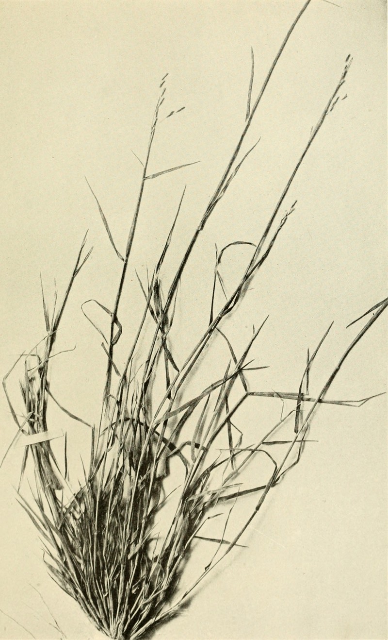 Purple Sandgrass photo 4
