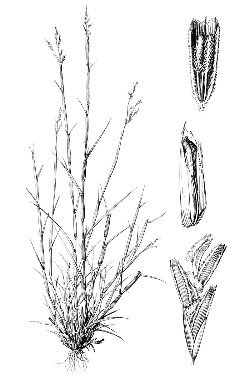 Purple Sandgrass
