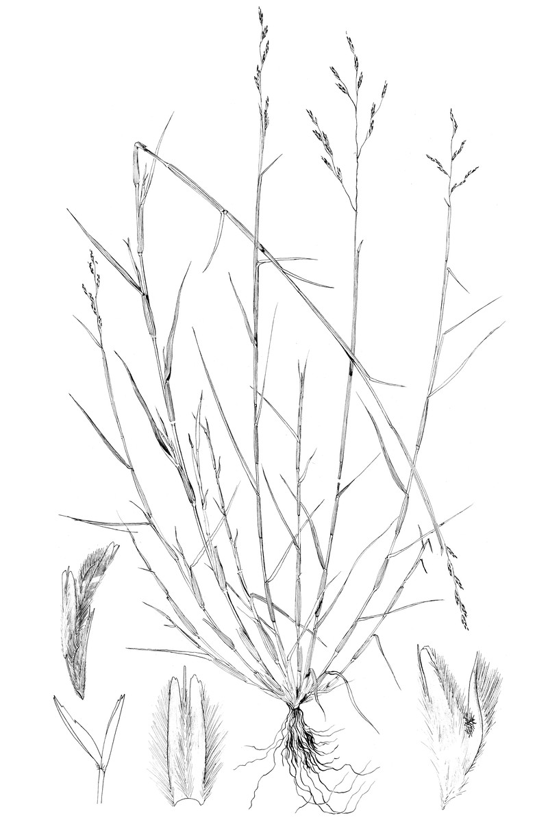 Purple Sandgrass photo 3