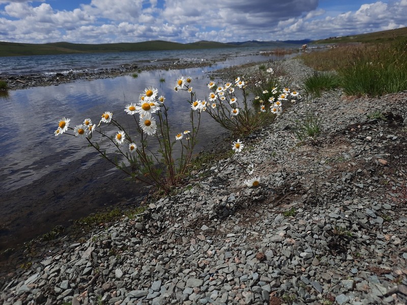 Tripleurospermum ambiguum