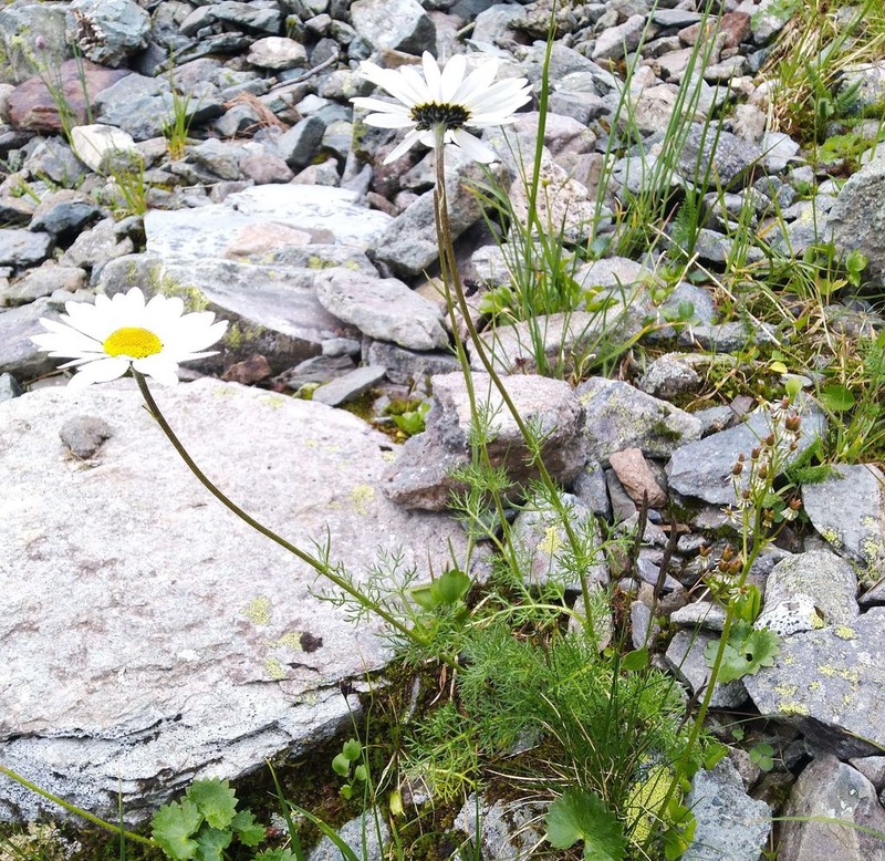 Tripleurospermum ambiguum photo 2