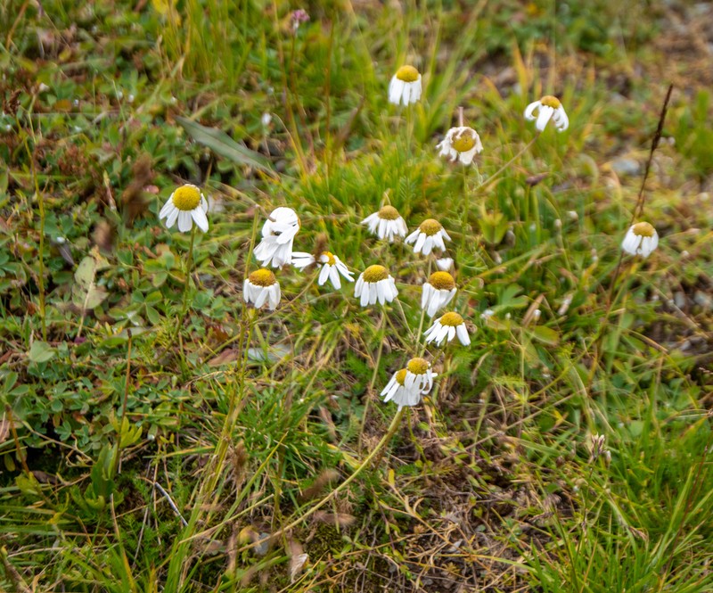 Tripleurospermum ambiguum photo 3