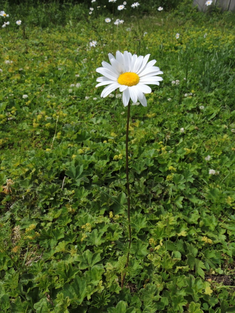 Tripleurospermum ambiguum photo 4