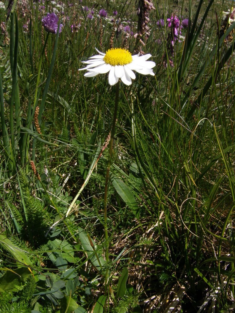 Tripleurospermum ambiguum photo 5