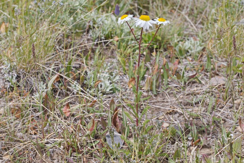Tripleurospermum ambiguum photo 6