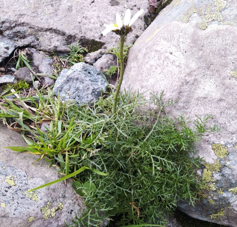 Tripleurospermum ambiguum photo 7