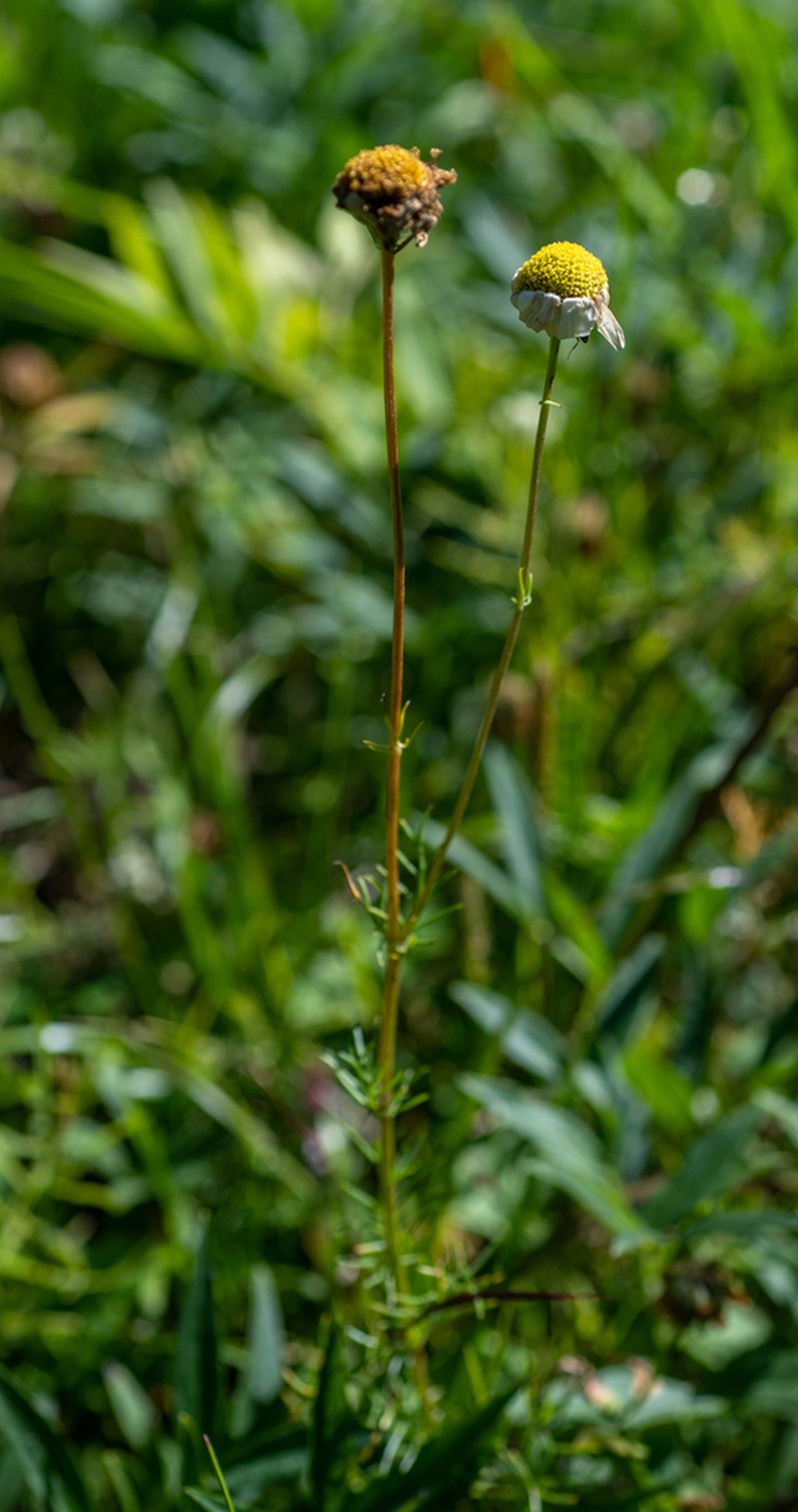 Tripleurospermum ambiguum photo 8