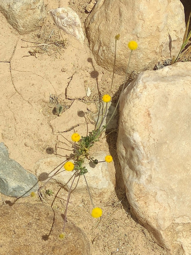 Tripleurospermum auriculatum