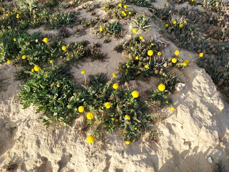 Tripleurospermum auriculatum photo 2