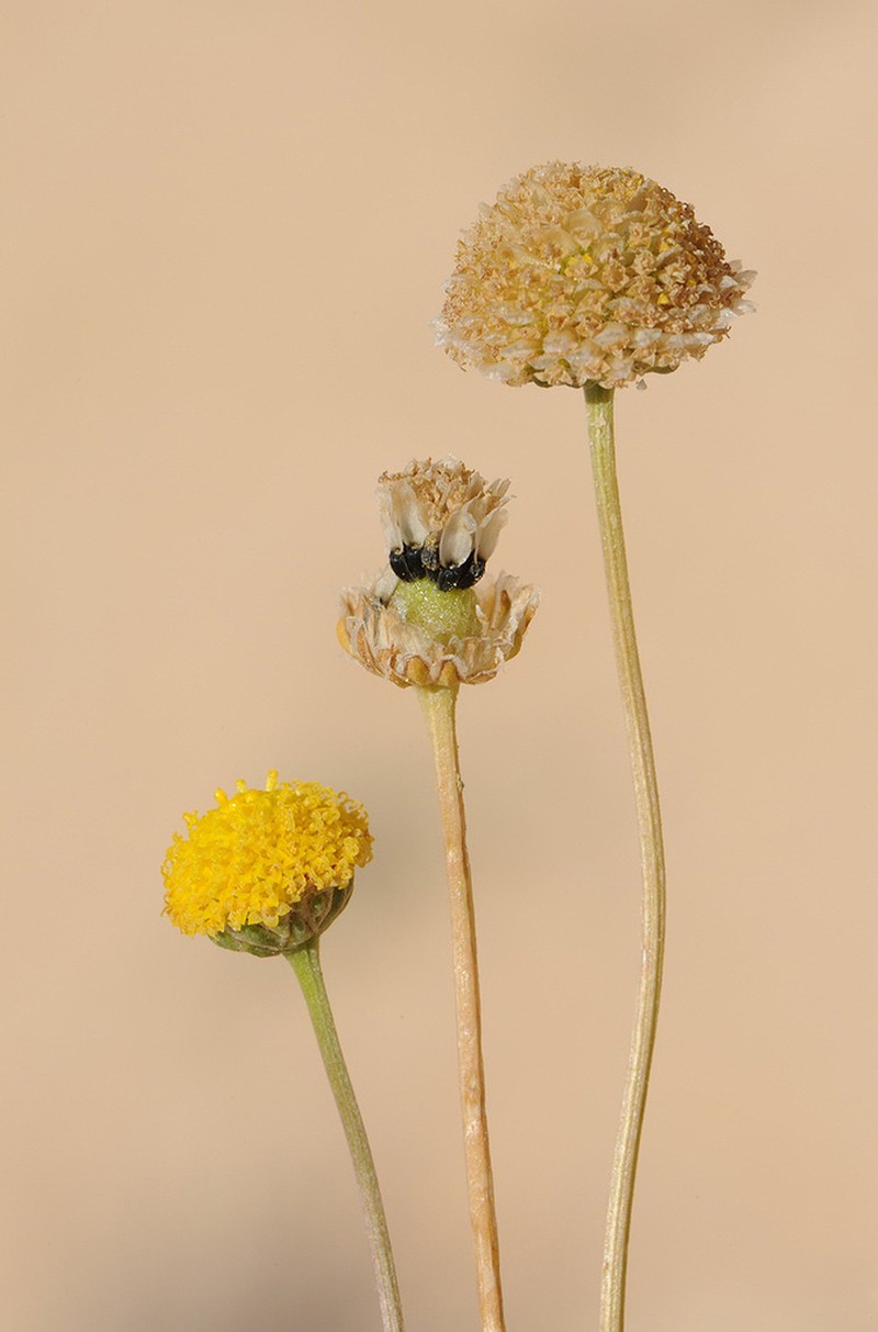 Tripleurospermum auriculatum photo 3