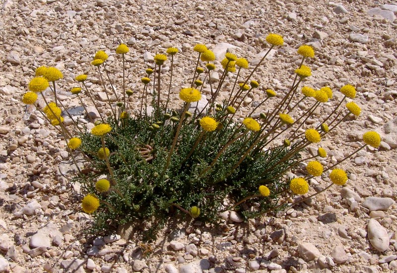 Tripleurospermum auriculatum photo 4