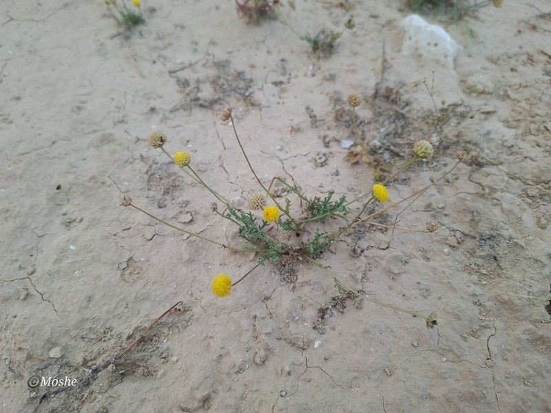 Tripleurospermum auriculatum photo 5