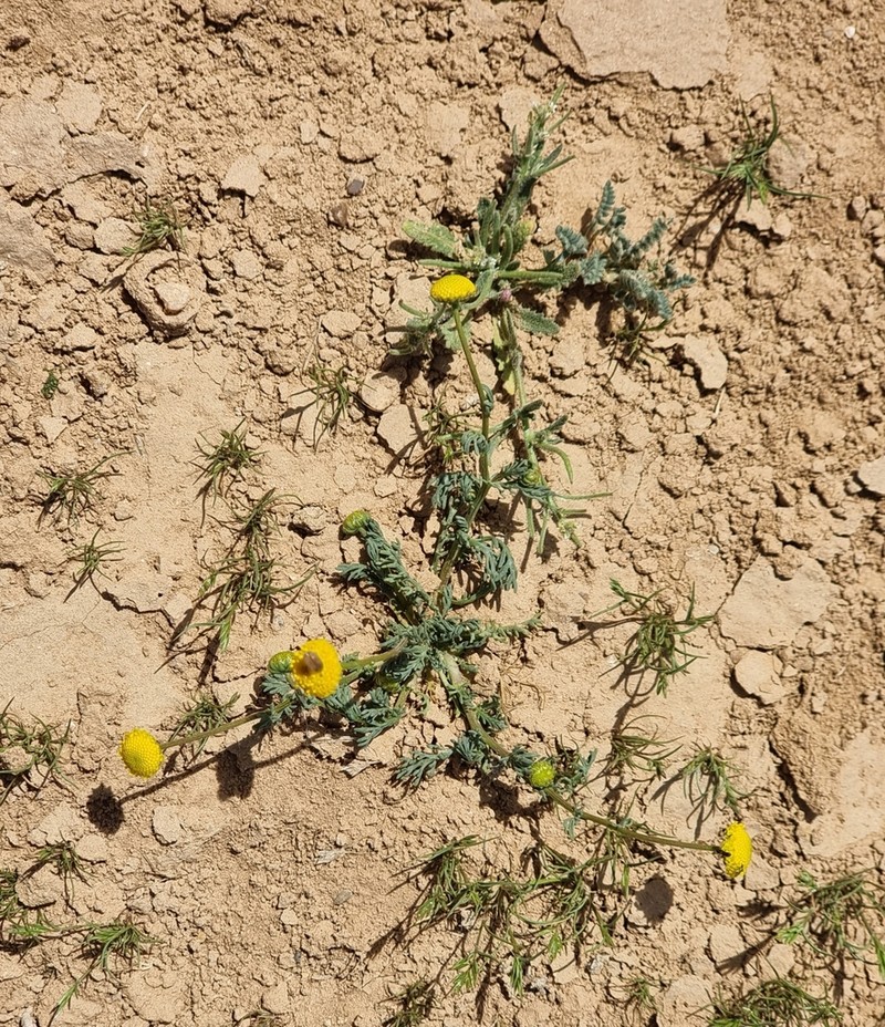 Tripleurospermum auriculatum photo 6