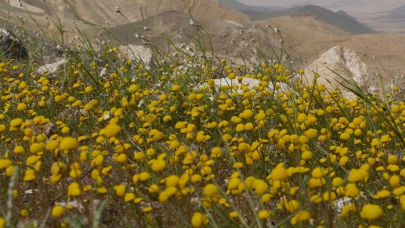 Tripleurospermum auriculatum photo 7
