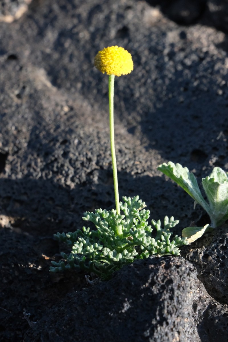 Tripleurospermum auriculatum photo 8