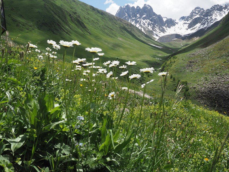 Tripleurospermum breviradiatum