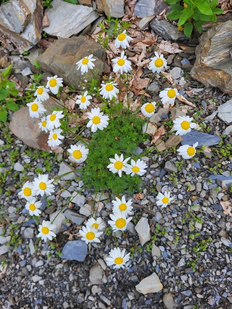 Tripleurospermum caucasicum photo 2