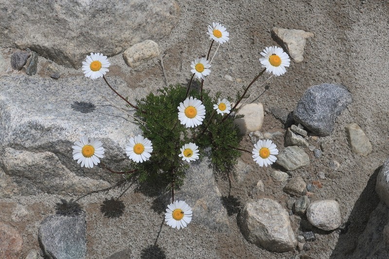 Tripleurospermum caucasicum photo 3