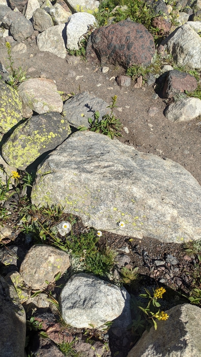 Tripleurospermum caucasicum photo 4