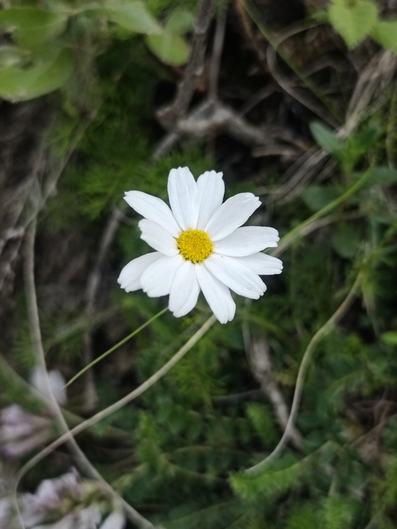 Tripleurospermum caucasicum photo 5