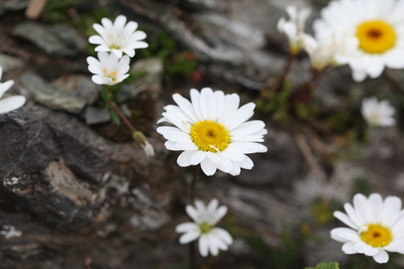 Tripleurospermum caucasicum photo 6