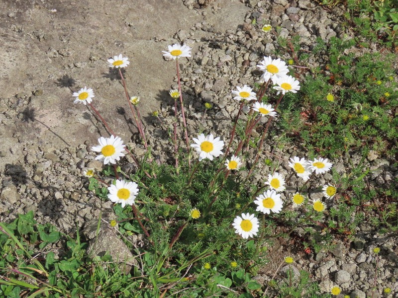 Tripleurospermum caucasicum photo 7