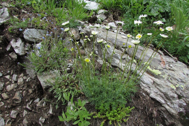 Tripleurospermum caucasicum photo 8