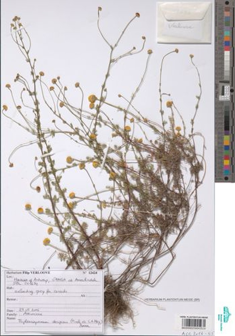 Tripleurospermum decipiens