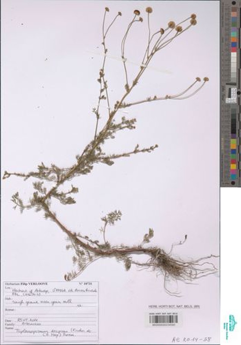 Tripleurospermum decipiens photo 2