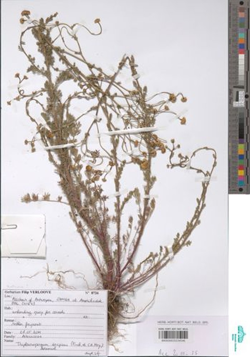 Tripleurospermum decipiens photo 3