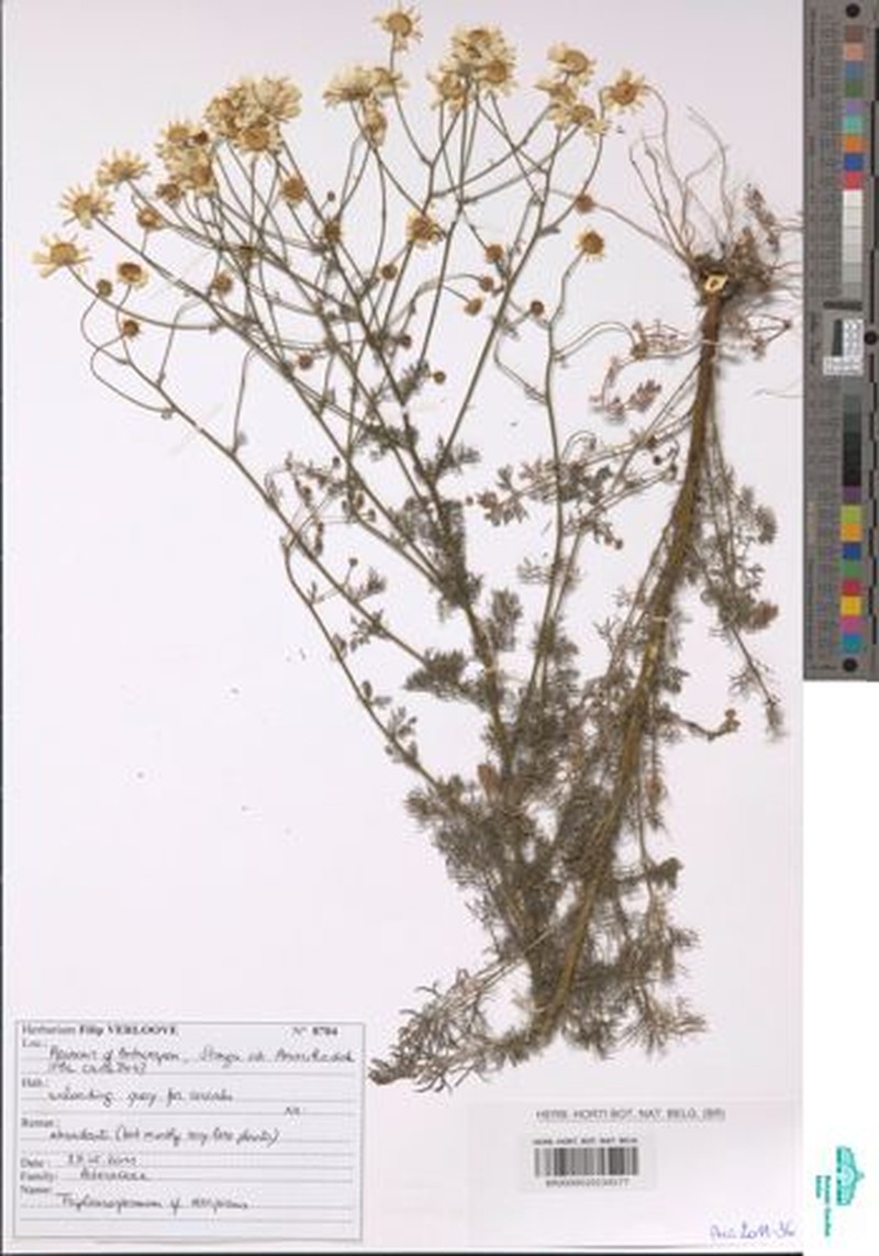 Tripleurospermum decipiens photo 4
