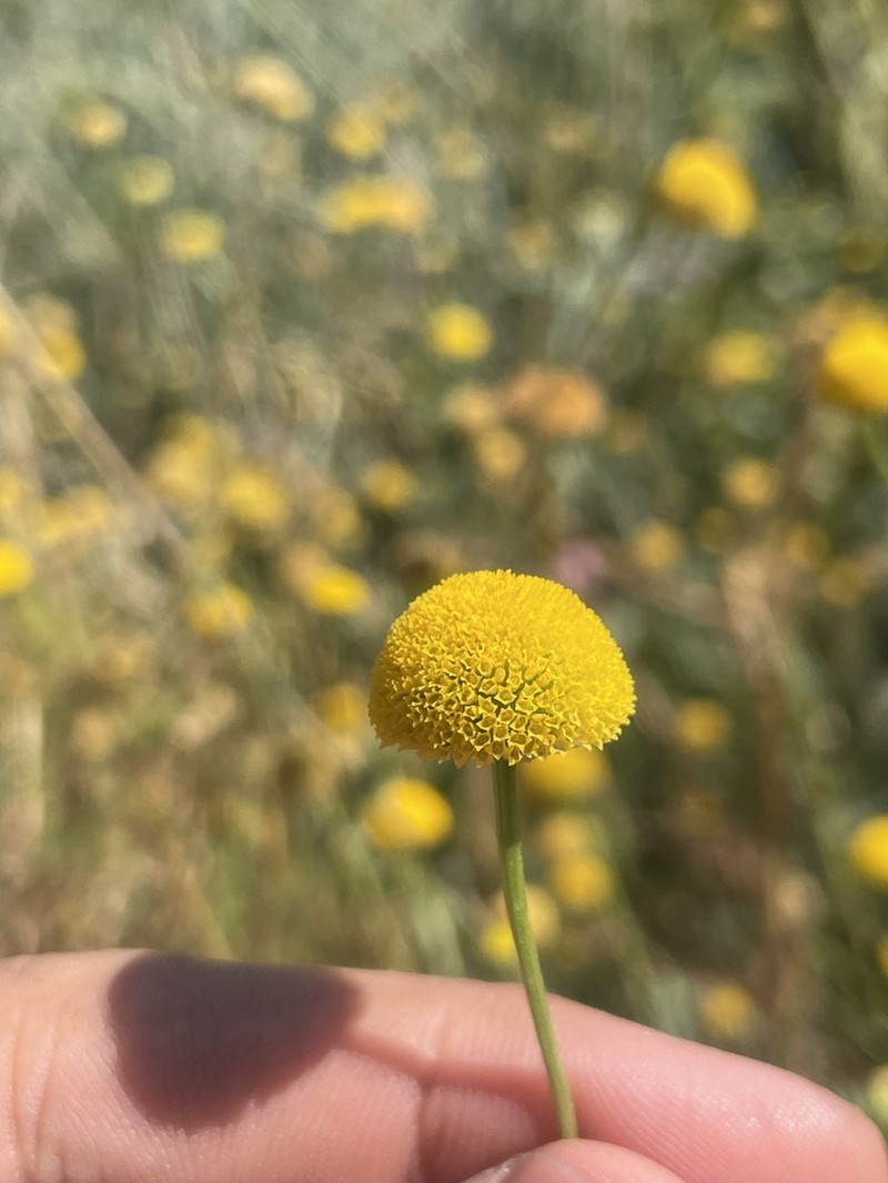 Tripleurospermum disciforme
