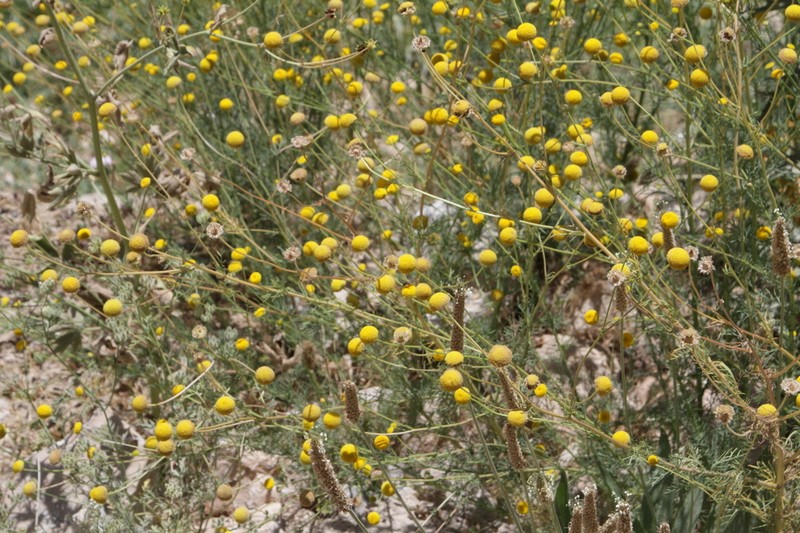Tripleurospermum disciforme photo 4