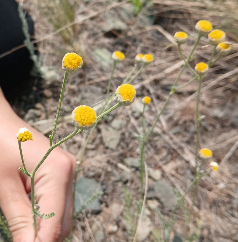 Tripleurospermum disciforme photo 5