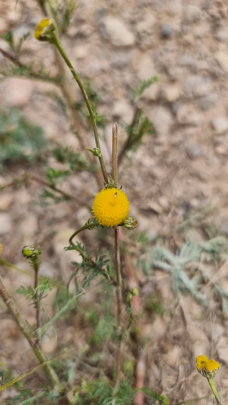 Tripleurospermum disciforme photo 6