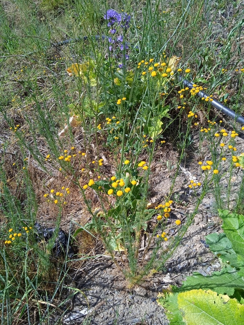 Tripleurospermum disciforme photo 8