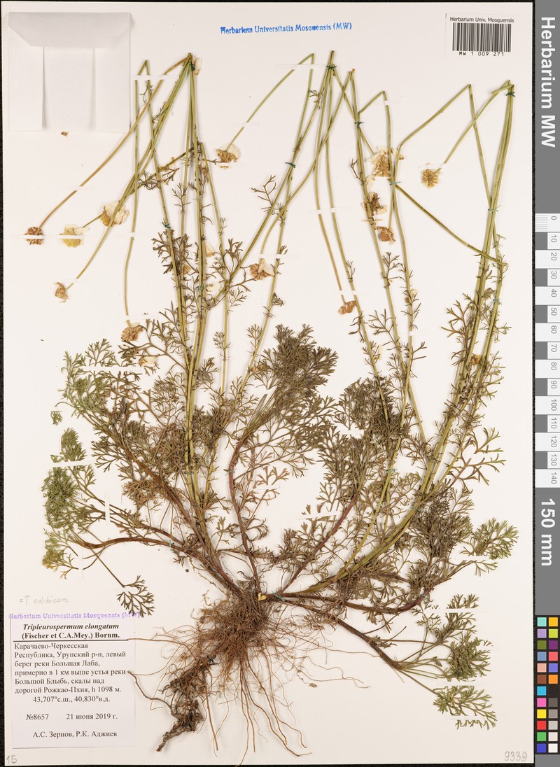 Tripleurospermum elongatum