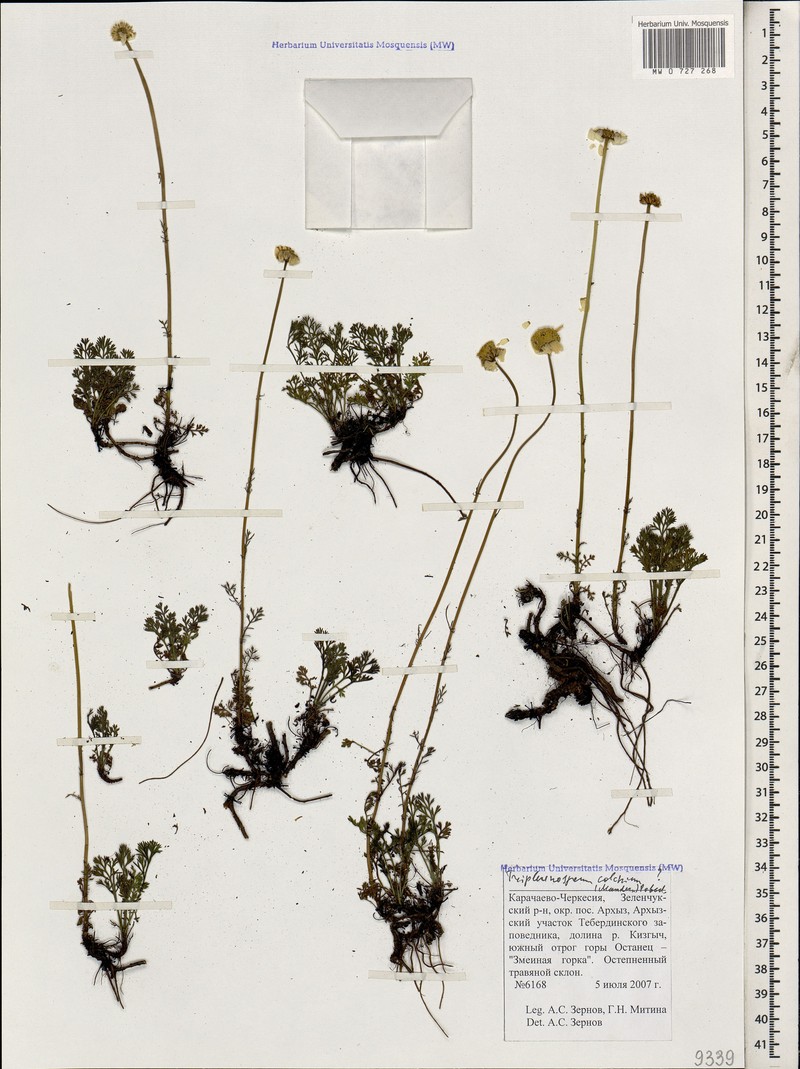 Tripleurospermum elongatum photo 2