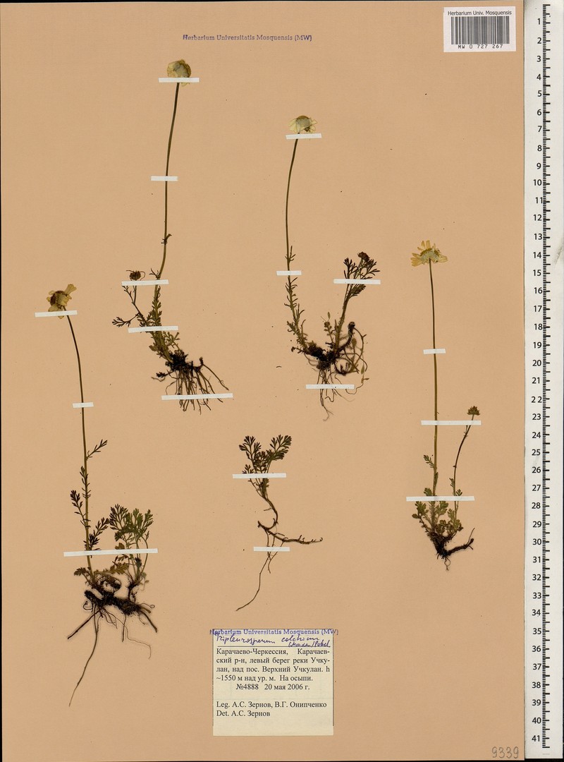 Tripleurospermum elongatum photo 3