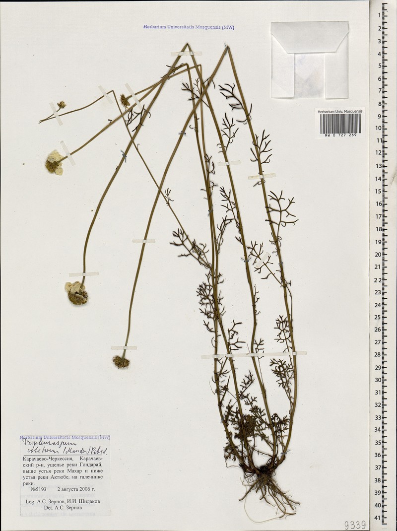 Tripleurospermum elongatum photo 4