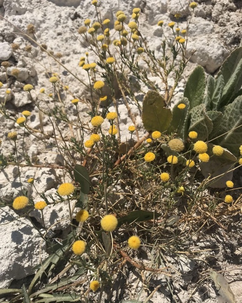 Tripleurospermum eskilense