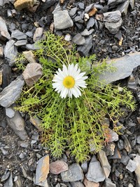 Tripleurospermum hookeri