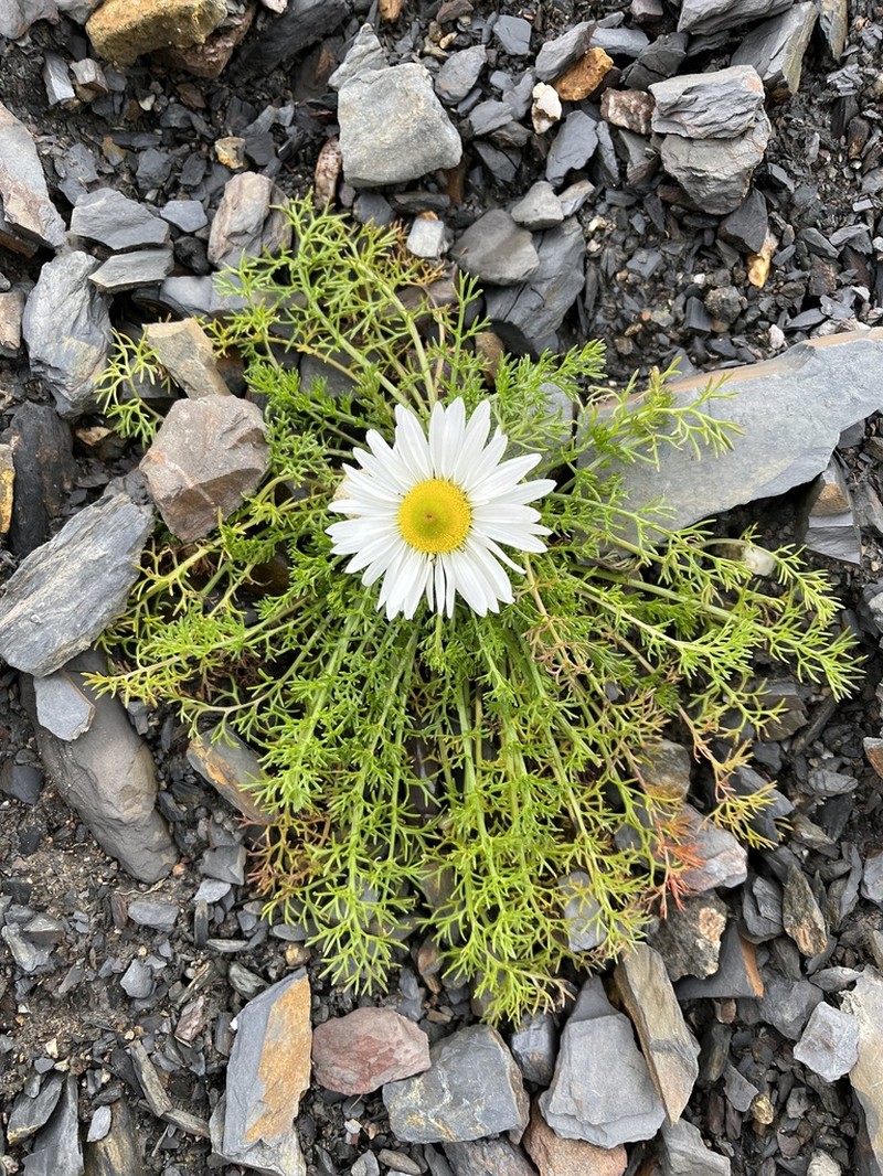 Tripleurospermum hookeri