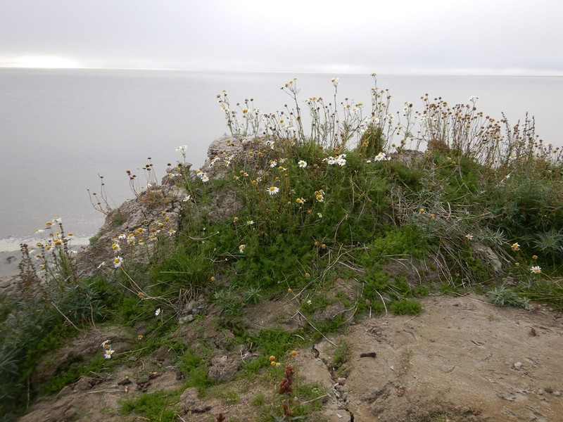 Tripleurospermum hookeri photo 2