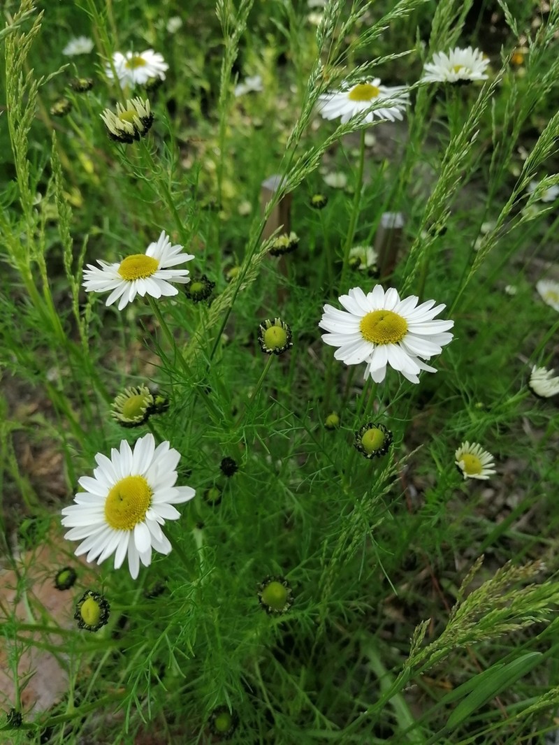 Tripleurospermum hookeri photo 3