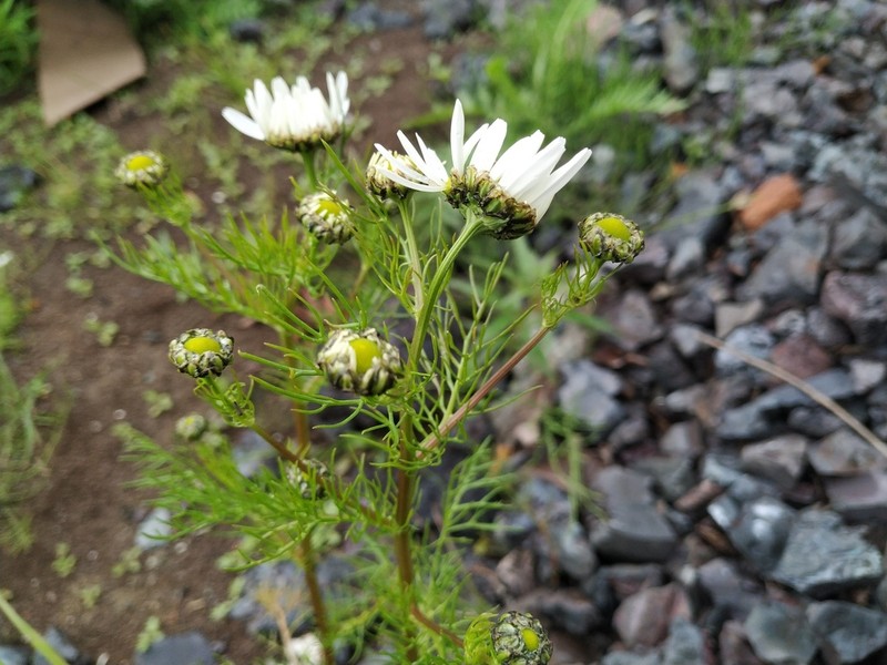 Tripleurospermum hookeri photo 4