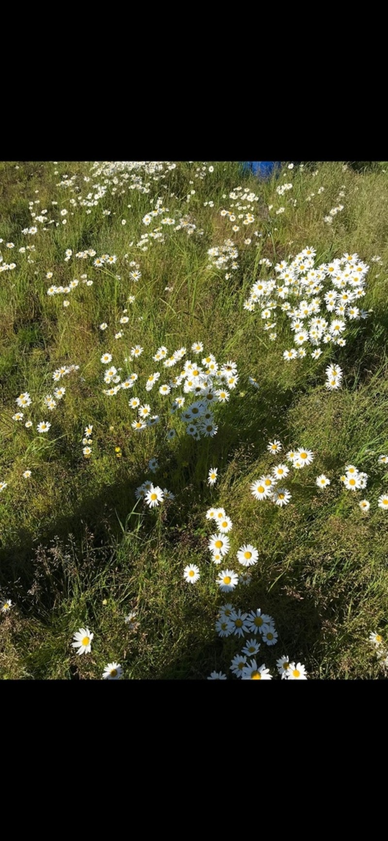 Tripleurospermum hookeri photo 6