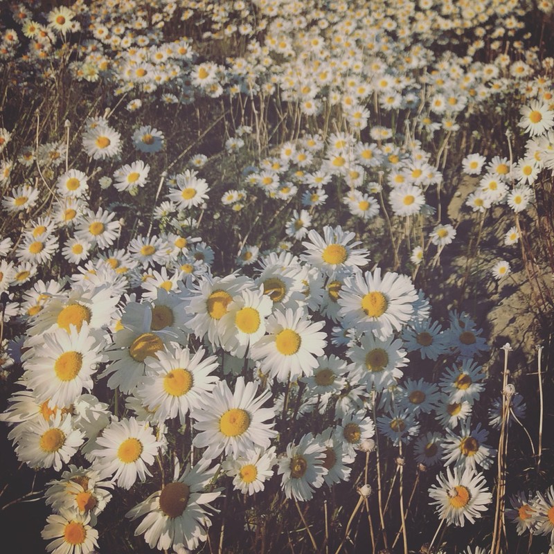 Tripleurospermum hookeri photo 7